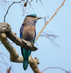 Indochinese Roller photo 2