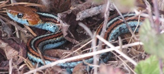 Thamnophis sirtalis tetrataenia
