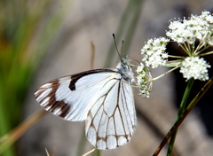 Perideridia bolanderi