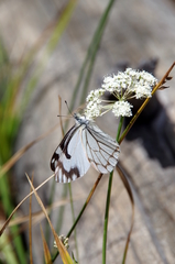 Perideridia bolanderi