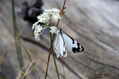Perideridia bolanderi