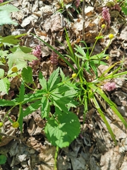 Ranunculus cassubicus