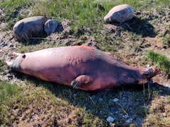 Halichoerus grypus grypus