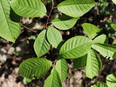 Prunus padus