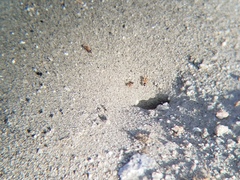Endiodioctes