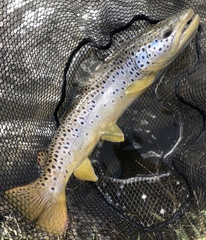 Salmo trutta