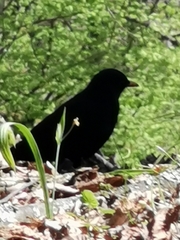 Turdus merula