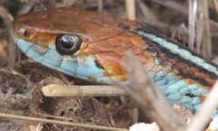 Thamnophis sirtalis tetrataenia