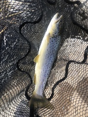 Salmo trutta