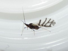 Neotoxoptera