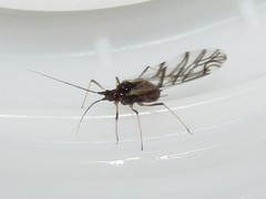 Neotoxoptera