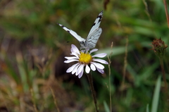 Perideridia bolanderi