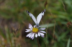 Perideridia bolanderi