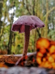 Laccaria gomezii