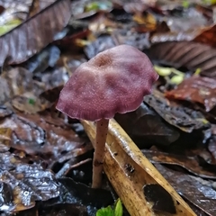Laccaria gomezii