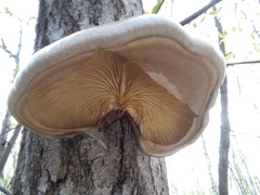 Pleurotus calyptratus
