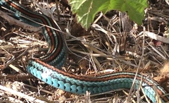 Thamnophis sirtalis tetrataenia
