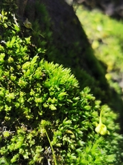 Encalypta streptocarpa