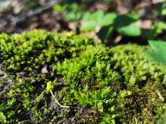 Encalypta streptocarpa