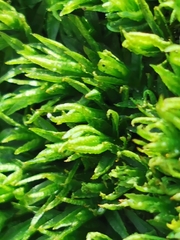 Encalypta streptocarpa