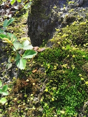 Encalypta streptocarpa