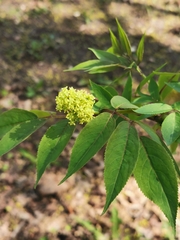 Sambucus racemosa