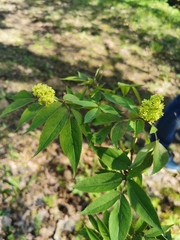 Sambucus racemosa