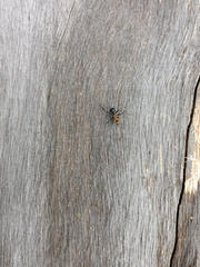 Polyrhachis semiaurata