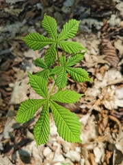 Aesculus hippocastanum