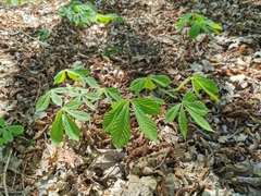 Aesculus hippocastanum