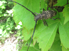 Lamiomimus gottschei