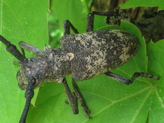 Lamiomimus gottschei