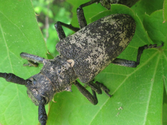 Lamiomimus gottschei