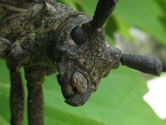 Lamiomimus gottschei