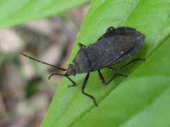 Hygia lativentris