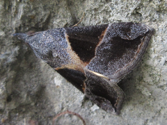 Hypena trigonalis