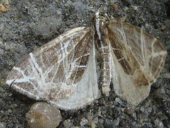 Evecliptopera illitata