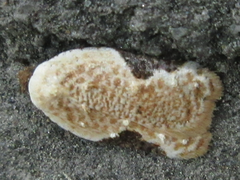 Acleris takeuchii