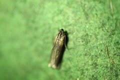Sciota fumella