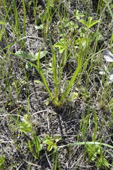 Colchicum bulbocodium versicolor