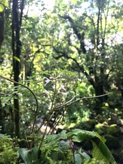 Stenoglottis fimbriata