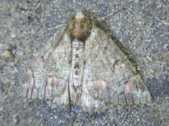 Dindica virescens