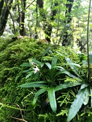 Stenoglottis fimbriata