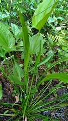 Alisma canaliculatum