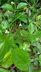 Alisma canaliculatum
