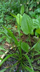 Alisma canaliculatum