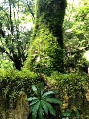 Stenoglottis fimbriata