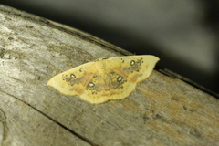 Cyclophora albiocellaria