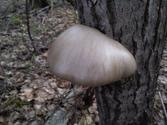 Pleurotus calyptratus