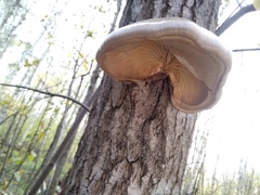 Pleurotus calyptratus
